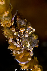 Xeno crab hanging out on host whip by Dave Baxter 